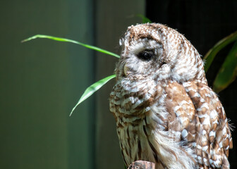 Barred Owl (Strix varia) in North America