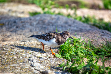 Turnstone (Arenaria interpres) in Clontarf, Dublin, Ireland
