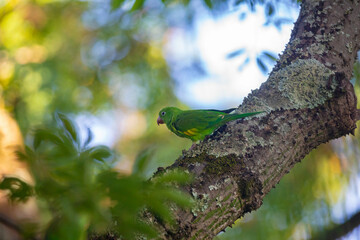 Wild Brazilian parakeets known as caturrita