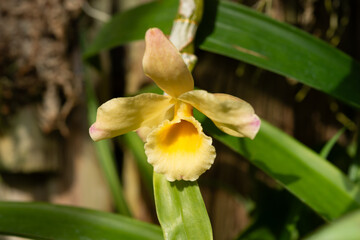 Fototapeta na wymiar isolated yellow orchid blossom in bloom at the conservatory