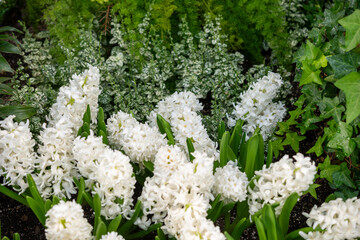 aerial view of white hyacinth flower spikes in bloom at the conservatory