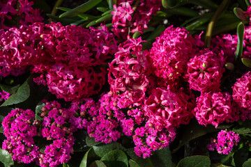deep magenta pink Kalanchoe and hyacinth blossoms in hard light
