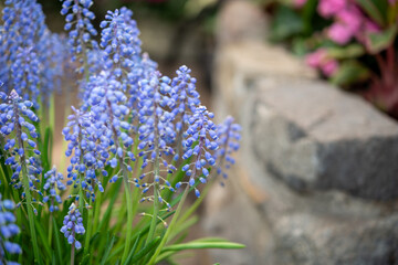 aging grape hyacinths, botanically known as Muscari, in bloom at the conservatory