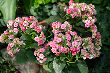 glancing down at Kalanchoe plants with pink blossoms