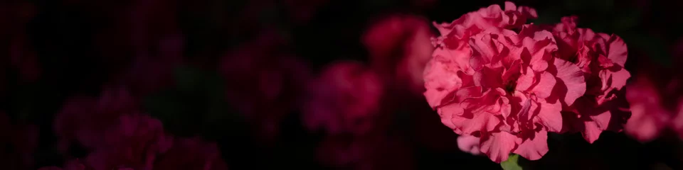 Foto op Aluminium red azalea flowers close-up, pink flowers close-up, flower background flowery summer texture for backgrounds, blurry bright summer floral background, flower texture, bright colorful azalea background  © Anna