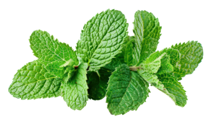 Fresh green mint leaves, cut out - stock png.