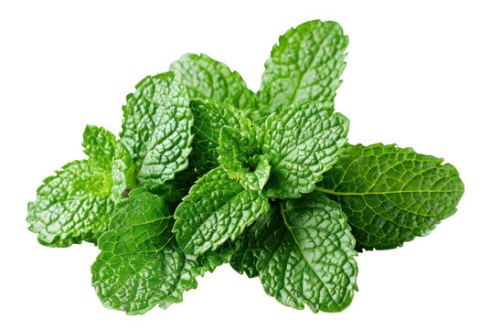 Fresh green mint leaves on transparent background - stock png.