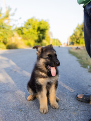 the puppy went for a walk in nature