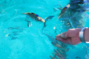 Man's hand feeds coral multicolored fish underwater. Unity with nature. Summer Activity.