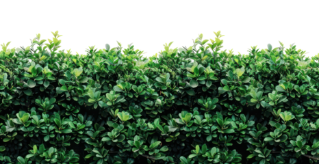 Lush green hedge trimmed, cut out - stock png.