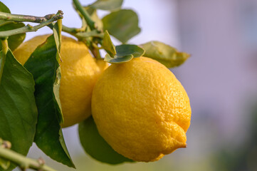 Yellow citrus lemon fruits and green leaves in the garden. Citrus lemon growing on a tree branch close-up.19