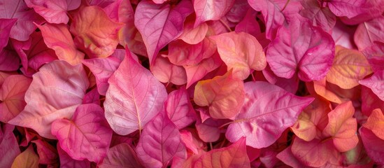 A close-up view of a bunch of vibrant pink and orange leaves, showcasing the stunning display of colors in bougainville plants.