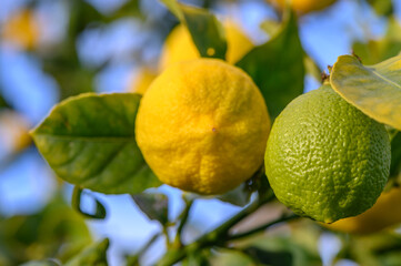 Yellow citrus lemon fruits and green leaves in the garden. Citrus lemon growing on a tree branch close-up. 14