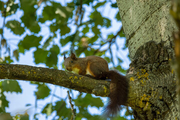 squirrel on tree