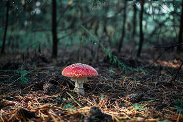 Fly agaric in a pine forest, illuminated by sunlight. The mushroom is surrounded by pine cones and...