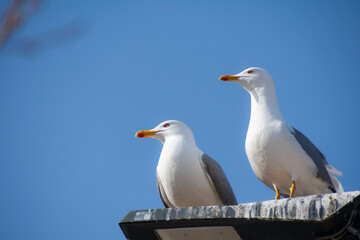 Two seagulls standing on a street lamp