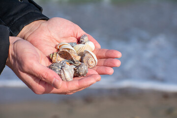 Seashells in handfuls gathered on the beach by the sea - obrazy, fototapety, plakaty