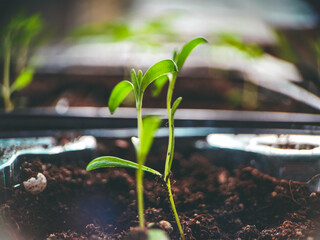 life in the garden