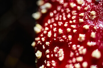 red mushroom white spots nature toxic poisonous amanita muscaria fungi forest wild autumn flora cap gills stipe dangerous colorful outdoors fly agaric dots closeup macro