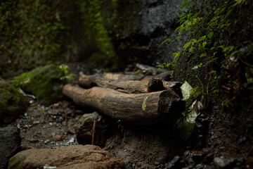 Old tree logs in moss lie under a rock in the jungle.