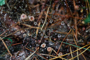 Closeup dew-adorned spiderweb in forest environment scattered dry leaves and branches on the ground. intricate pattern of the web, glistening dew drops, freshness of a morning in a wooded area