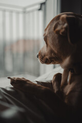 Ginger dog lying in his lair and looking through the window. Film and smooth image appearance. Landed and mood. (selective focus)