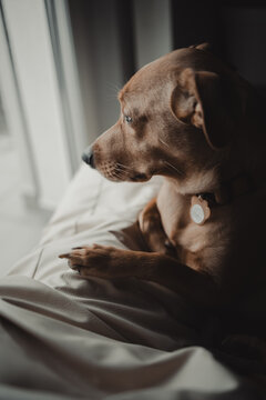 Ginger dog lying in his lair and looking through the window. Film and smooth image appearance. Landed and mood. (selective focus)