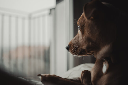 Ginger dog lying in his lair and looking through the window. Film and smooth image appearance. Landed and mood. (selective focus)