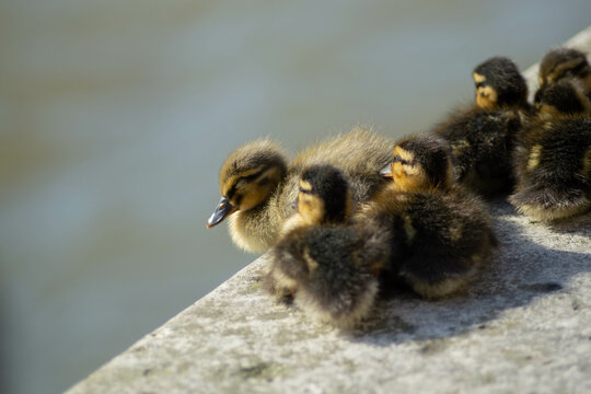 Patitos al borde del lago, sobre hormig&oacute;n (Anas platyrhynchos)