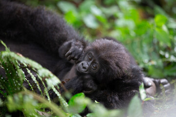 Baby Gorilla In Uganda © George Erwin Turner