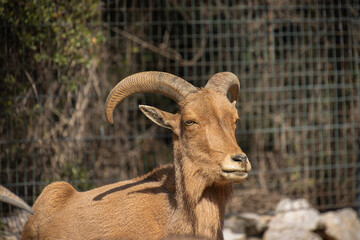 Mouflons à manchettes, en gros plan, dans une parc animalier