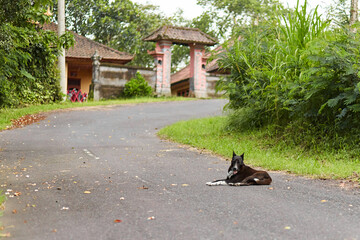 A dog lies on an asphalt road in an Asian village on the popular tourist island of Bali.
