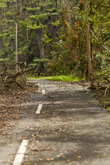 Fallen leaves and branches after a storm lie on an asphalt road in an Asian village on the popular tourist island of Bali.