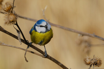 Blue TIt sits on a dry plant
