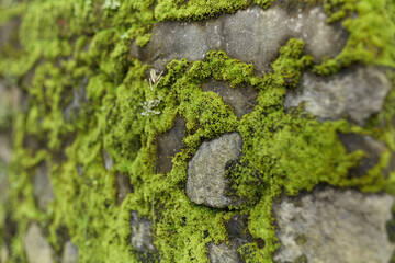 The old stone wall is covered with moss.