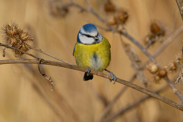 Blue TIt sits on a dry plant
