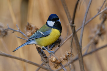 Fototapeta premium Great Tit on a dry wildflower