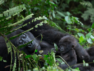 Gorilla mother and baby © George Erwin Turner