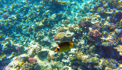 Fototapeta na wymiar coral reef with inhabitants in Egypt Sahl Hasheesh for banner background
