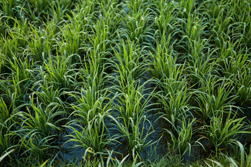 Obraz premium New juicy green rice terraces are covered with morning dew on the popular island of Bali.