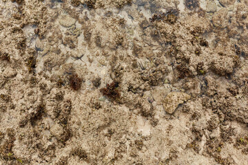 Corals are covered with plants and living sea creatures near the shore.