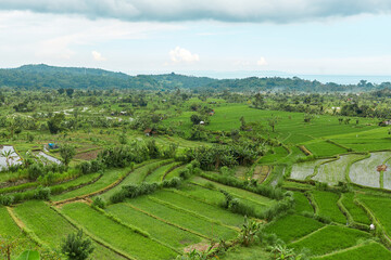 Picturesque rice terraces on the popular tourist island of Bali.