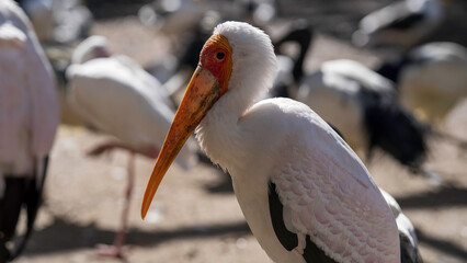 Portrait of a yellow-billed stork at World of Birds Wildlife Sanctuary and Monkey Park, Hout Bay,...