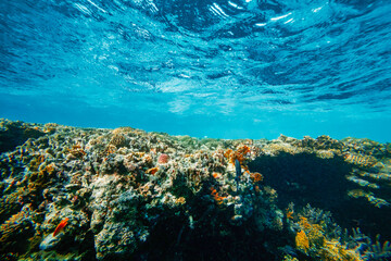 Fototapeta na wymiar a Underwater coral reef on the red sea