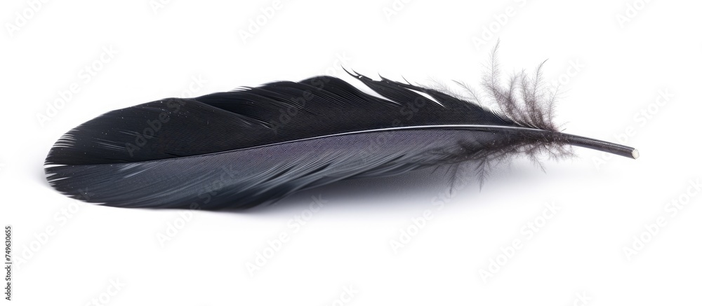 Poster a close-up view of a single black feather lying on a stark white background. the feather appears sle