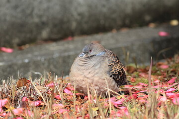 Oriental Turtle Dove is one of the most prosperous wild birds in Japan