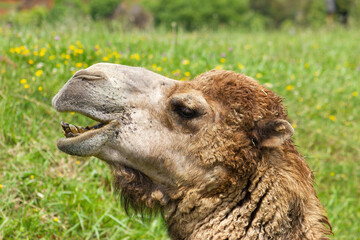 Portrait of a dromedary. Arabian camel. Camelus dromedarius.