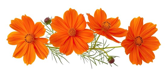 A cluster of vibrant orange cosmos flowers beautifully arranged on a clean white background. The bright orange petals stand out against the crisp white surface, creating a striking contrast.