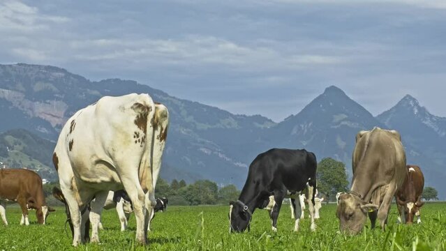 Cows in a mountain field. Cow at alps. Brown cow in front of mountain landscape. Cattle on a mountain pasture. Village location, Switzerland. Cow at alpine meadow. Cow grazing on meadow.
