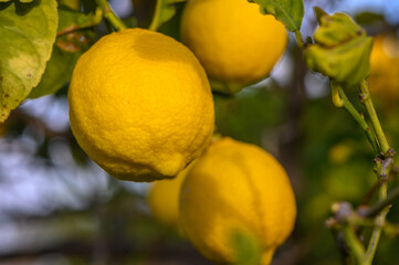 Yellow citrus lemon fruits and green leaves in the garden. Citrus lemon growing on a tree branch close-up. 1